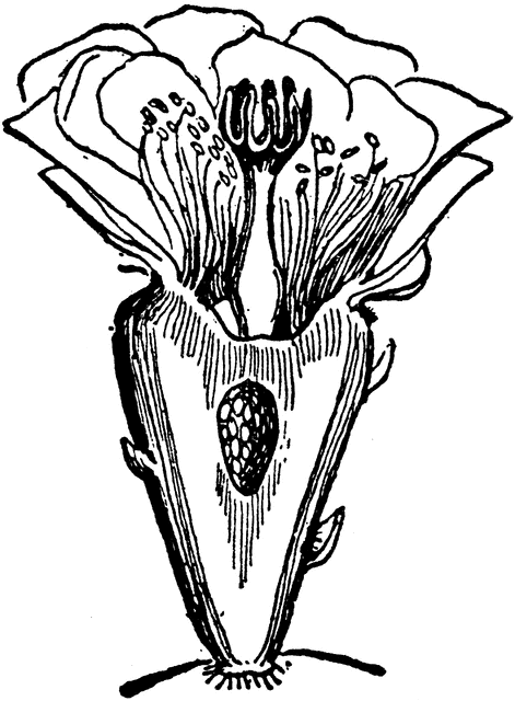 Opuntia Flower | ClipArt ETC