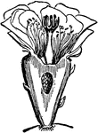 Illustrated is an opuntia flower showing styles and ovary.
