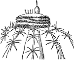 Illustrated is a melon cactus bearing fruits. The fruits of the melon cactus issue from the dense crown of bristles like scarlet radishes or firecrackers tipped with a fuse.