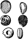 Illustrated are seeds of cacti. The seeds are (1) mamillaria, (2) cereus, (3) flat-jointed opuntias, (4) echinocereus, and (5) cylindrical opuntias.