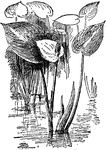 The common name of calla palustris is water arum. It is a perennial, aquatic plant.