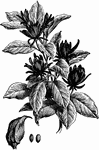 Calycanthus floridus grows three to six feet tall. The flowers are dark reddish brown. The flowers are very fragrant.