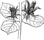 The glaucus variety of calycanthus fertilis has oblong oval leaves that have a whitish bloom beneath. The flowers are a pale, reddish brown.