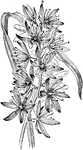 The camassia quamash species varies greatly. Some forms are low and slender, others grow two to three feet high. The flowers vary from almost white to blue.