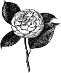 Illustrated is the Abby Wilder camellia japonica.