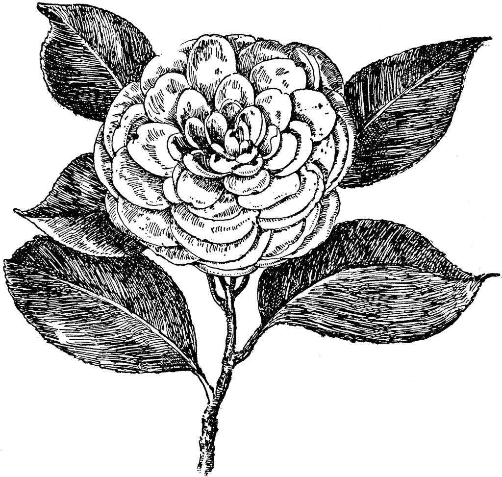 H.A. Downing Camellia Japonica | ClipArt ETC