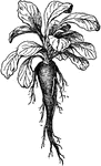Illustrated is the root of campanula rapunculus. The common name is rampion.
