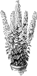 The common name of campanula pyramidalis is chimney campanula. The plant grows four to five feet tall. The flowers are pale blue varying to white.