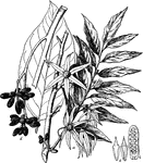 Illustrated is a flowering branch (a), the stamens (b), a longitudinal section of fruit (c), and a fruit cluster (d) of canangium odoratum. The tree bears greenish yellow fragrant flowers.