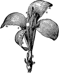 The parts of the canna flower are labeled. Sepals (s), petals (ccc), style (e), staminodia (aaab), flower lip (b), anther (f).