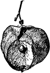The fruit of cardiospermum is an inflated seed vessel. It has a white heart shaped spot.