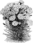 Illustrated is an outdoor carnation. It is also known as the flower garden carnation. It has a condensed, bushy habit and short flower stems.