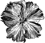 Illustrated is an undeveloped, five petaled carnation.