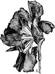 Illustrated is a carnation flower showing the calyx which has split on account of poor shape.