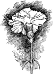 Illustrated is a carnation flower showing a well shaped calyx that will seldom burst.