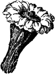 Illustrated is a flower of carnegia gigantea. The flower is white.