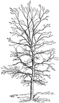 Illustrated is the habit of carya ovalis, also known has false shagbark and small pignut.