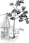 Cecropia palmata has a single long, weak, thin trunk. At the top are a few horizontal or deflexed awkward branches.