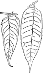 Illustrated are leaflets of cedrela and ailanthus. The credrela leaflet is on the right.