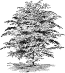Cedrus atlantica is a variety of cedar. It is a large, pyramidal tree that grows one hundred twenty feet tall. The leaves are generally less than one inch long and are thick.