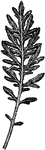 Illustrated is a radical leaf of centaurea gymnocarpa.