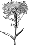 The common name of centaurea americana is basket flower. The stems are stout, simple, or sometimes a little branched. The flowers are rose, flesh colored, or sometimes purplish.