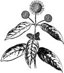 The cephalanthus occidentalis shrub grows three to twelve feet tall. The flower heads are about one inch across and three or more grow at the end of the branches.