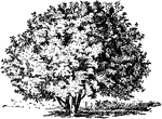 The common name of ceratonia siliqua is carob. The tree grows forty to fifty feet tall.