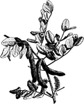Illustrated are the pods of ceratonia siliqua. The common name is carob. The pulp is sweet.