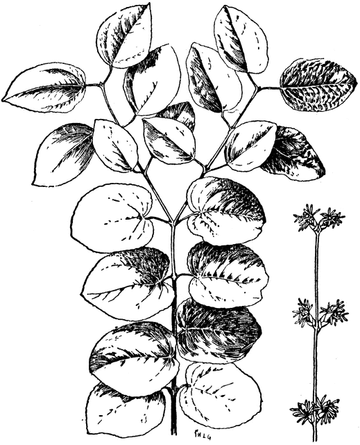 Cercidiphyllum Japonicum | ClipArt ETC