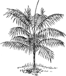 Chamaedorea glaucifolia grows twenty feet tall. This palm tree is native to Guatemala.