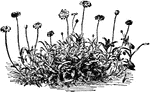 The charieis heterophylla plant grows six to twelve inches tall. The plant is easily cultivated is any garden soil.