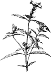 Chelone glabra usually grows one to two feet tall. The flowers are white or rose tinged.