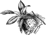 Illustrated is a smooth form of cherimoya. It is a subtropical fruit tree. In South America the smooth form of cherimoya is called chirimoya lisa.