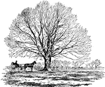 Illustrated is an old, sweet cherry tree on the Chesapeake peninsula.