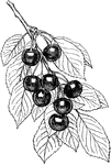 The montmorency cherry is a sour cherry.