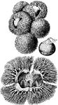 Common or tree chinquapin is the common name of castanea pumila. Illustrated are the nut and bur.