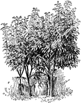 Illustrated are chestnut sprouts that are two years grafted. The cion was inserted where branching begins.