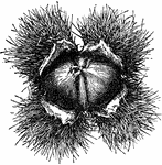 The boone chestnut is a hybrid of the giant and native chestnuts. The nuts are large and there are usually three in each bur.