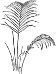 The chrysalidocarpus lutescens palm grows thirty feet tall. It is native to Madagascar.