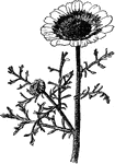 Chrysanthemum carinatum grows two to three feet tall. The stems are branched with fleshy leaves. The flowers are nearly two inches across with white rays and a yellow ring at the base.