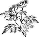 Illustrated is the wild form of chrysanthemum indicum as grown in England.