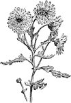Illustrated is a type of pompon chrysanthemum that is grown outdoors with no special care.