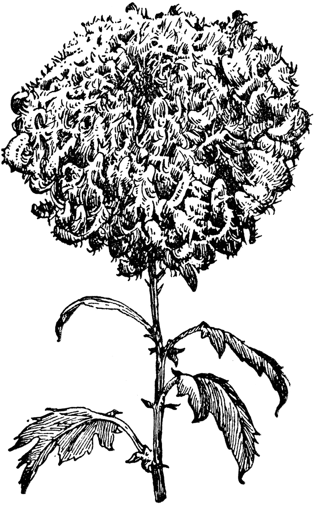 Hairy Type Of Chrysanthemum Clipart Etc 