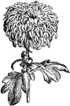 The reflexed or recurved type of chrysanthemum can be broken into three types: (a) the small and regular, (b) the large and regular, and (c) the large and irregular.