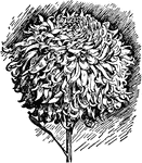 Illustrated is a Japanese type of chrysanthemum.