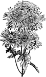 Illustrated is a Japanese anemone type of chrysanthemum.