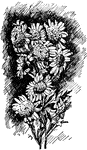 Illustrated is a pompon anemone type of chrysanthemum.
