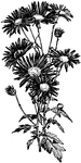 Single varieties of chrysanthemum have florets arranged close together to form a regular fringe.