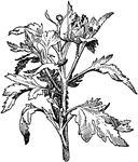 Illustrated is a crown bud of chrysanthemum. The lateral growths are shown.
